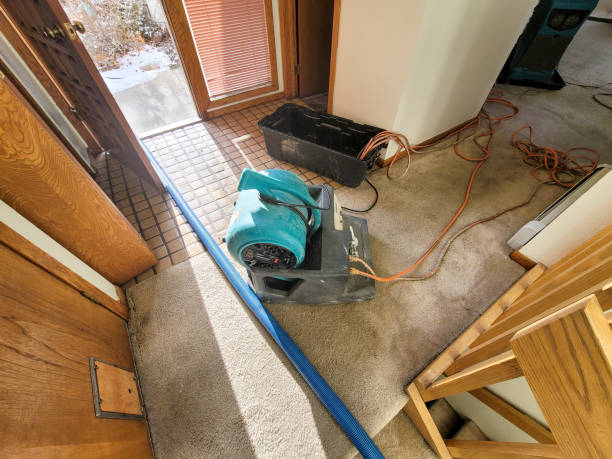 Best Professional water damage repair  in Micco, FL